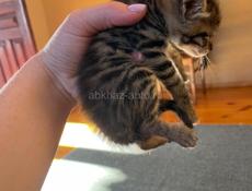 Котята ищут дом ❤️