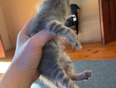Котята ищут дом ❤️