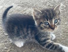 Котята ищут дом ❤️