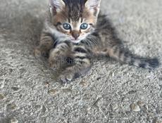 Котята ищут дом ❤️