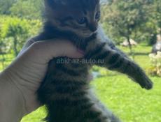 Котята ищут дом ❤️