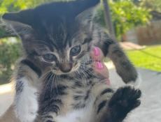 Котята ищут дом ❤️
