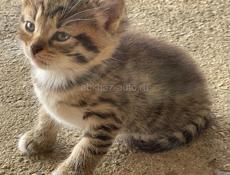 Котята ищут дом ❤️