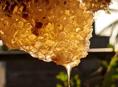 Свежий мёд 🍯 