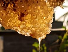 Свежий мёд 🍯 
