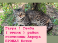 ПОТЕРЯЛСЯ КОТ !!!! Помогите пожалуйста найти 