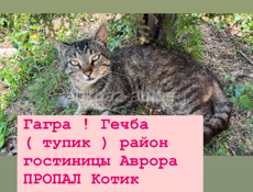 ПОТЕРЯЛСЯ КОТ !!!! Помогите пожалуйста найти 