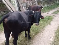 Коровы скот 