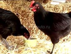 Продаются циплята 3-мес.