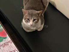 Пропал Кот . 