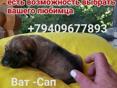 Продаю щенков 