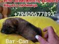 Продаю щенков 
