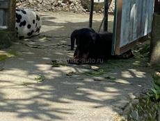 ПРОПАЛА СОБАКА ТАКСА