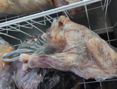 Продаю очищенные куры 