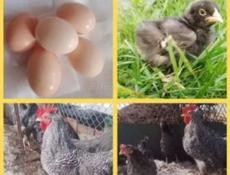 Плимутрок Адлеровская серебристая Кучинская юбилейная 