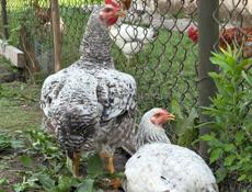 Продаются куры и петухи 