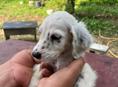 Английский сетар сучка 
