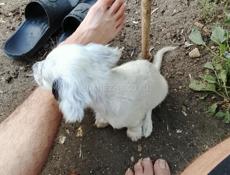 Английский сетар сучка 