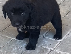 Отдаем малышек в добрые руки 🥹