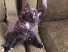 Котята Мейн-Кун