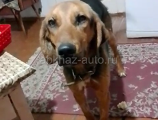 Отдам собаку в хорошие руки 