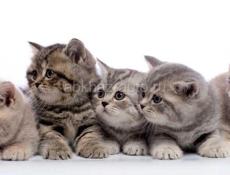 Котята 