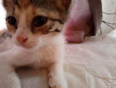Отдам котёнка .