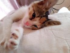 Отдам котёнка .