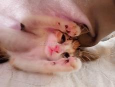 Отдам котёнка .