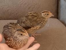 Продается перепел 