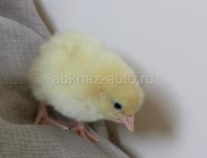 В продаже циплята 