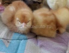 В продаже циплята 