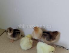 В продаже циплята 