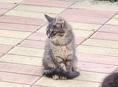 Отдам трëхмесячных котят-крысоловов
