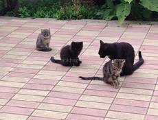 Отдам трëхмесячных котят-крысоловов
