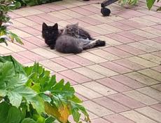 Отдам трëхмесячных котят-крысоловов