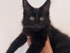 Котенок Мейн Кун