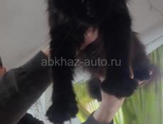 Котенок Мейн Кун