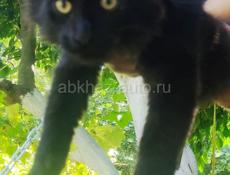 Котенок Мейн Кун