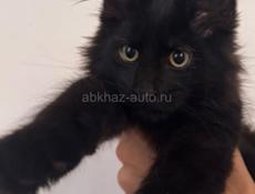 Котенок Мейн Кун