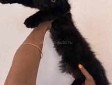 Котенок Мейн Кун