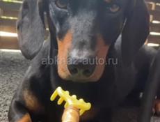 ДО СИХ ПОР НЕ НАШЛИ СОБАКУ