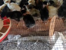 Продаются цыплята Голошейки и помесь мясо яичной породы 10 дней 