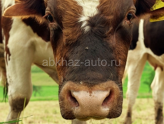 Продается бык
