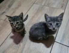Отдам котят в добрые руки 