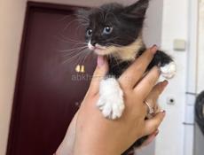 Отдадим котят