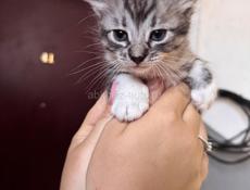 Отдадим котят
