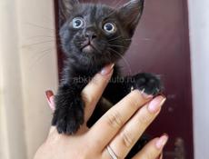 Отдадим котят