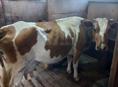 Продается корова 🐄 