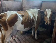 Продается корова 🐄 
